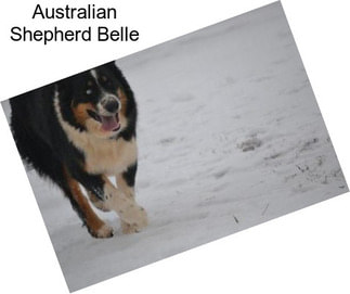Australian Shepherd Belle