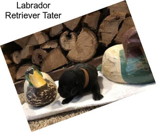 Labrador Retriever Tater