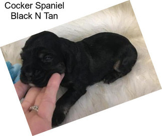 Cocker Spaniel Black N Tan