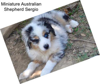 Miniature Australian Shepherd Sergio