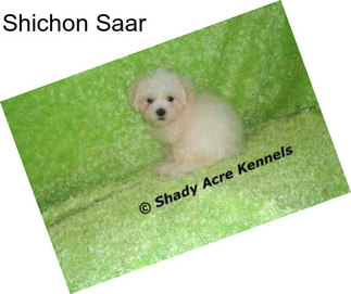 Shichon Saar