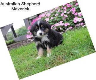 Australian Shepherd Maverick