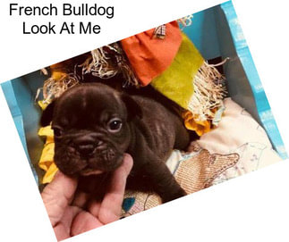 French Bulldog Look At Me