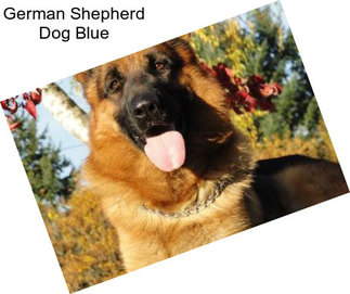 German Shepherd Dog Blue