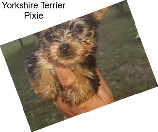 Yorkshire Terrier Pixie