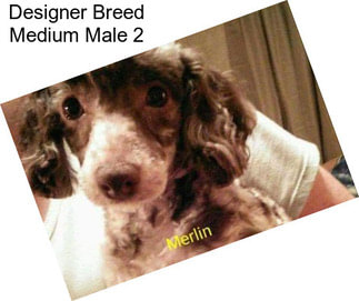 Designer Breed Medium Male 2