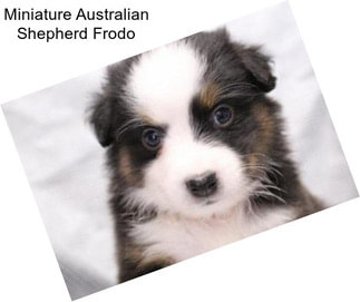 Miniature Australian Shepherd Frodo