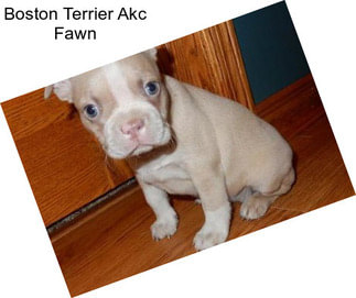 Boston Terrier Akc Fawn