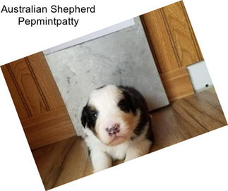 Australian Shepherd Pepmintpatty