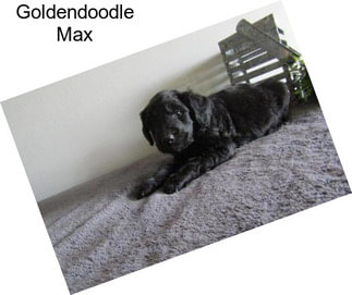 Goldendoodle Max