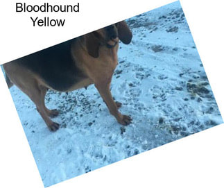 Bloodhound Yellow