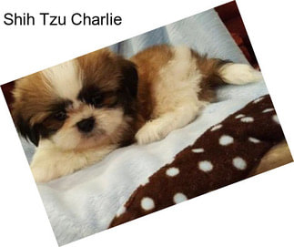 Shih Tzu Charlie