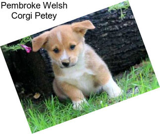 Pembroke Welsh Corgi Petey
