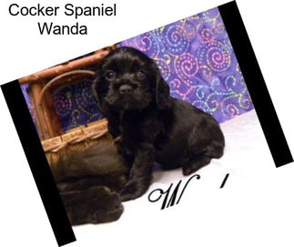 Cocker Spaniel Wanda