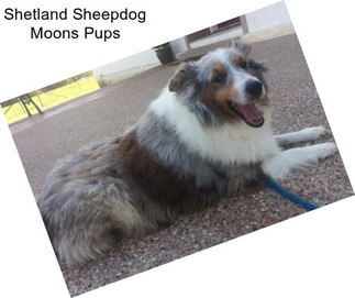 Shetland Sheepdog Moons Pups