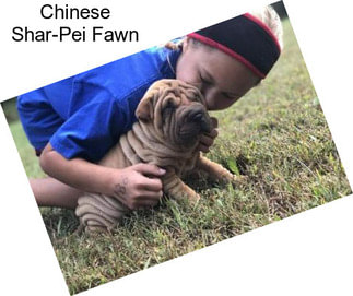 Chinese Shar-Pei Fawn