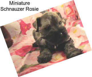 Miniature Schnauzer Rosie