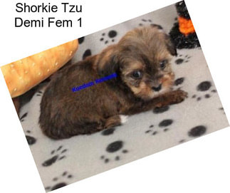 Shorkie Tzu Demi Fem 1