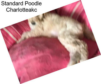 Standard Poodle Charlotteakc