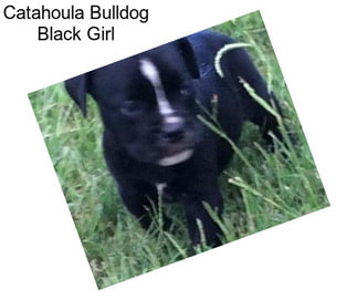 Catahoula Bulldog Black Girl