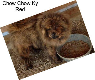 Chow Chow Ky Red