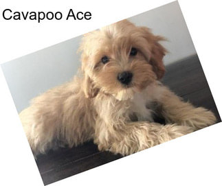 Cavapoo Ace