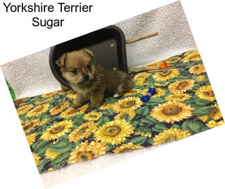 Yorkshire Terrier Sugar
