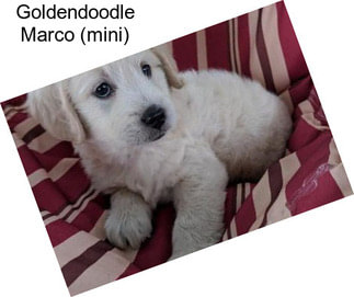 Goldendoodle Marco (mini)