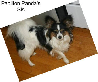 Papillon Panda\'s Sis