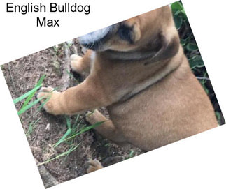 English Bulldog Max