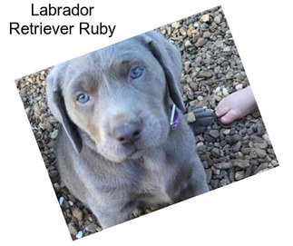 Labrador Retriever Ruby