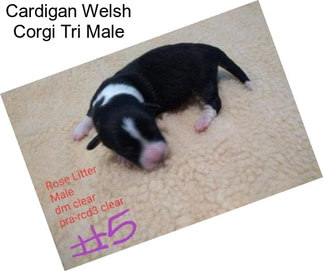 Cardigan Welsh Corgi Tri Male