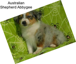 Australian Shepherd Abbygee