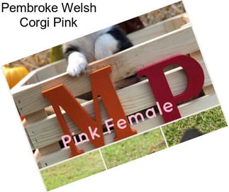 Pembroke Welsh Corgi Pink