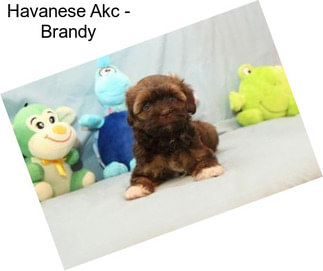 Havanese Akc - Brandy