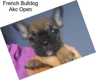 French Bulldog Akc Open