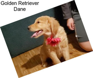 Golden Retriever Dane