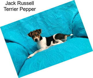 Jack Russell Terrier Pepper