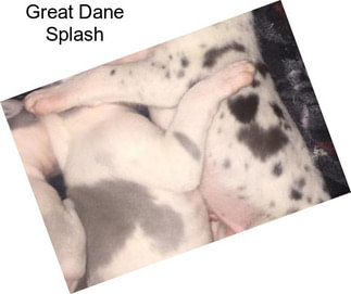 Great Dane Splash