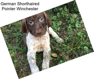 German Shorthaired Pointer Winchester