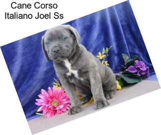 Cane Corso Italiano Joel Ss