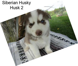 Siberian Husky Husk 2