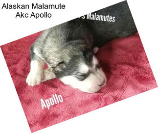 Alaskan Malamute Akc Apollo