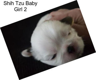Shih Tzu Baby Girl 2
