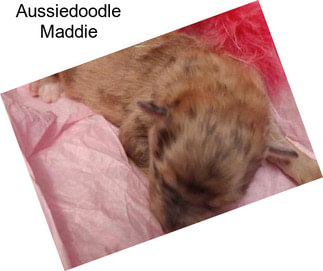 Aussiedoodle Maddie