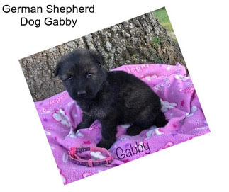 German Shepherd Dog Gabby
