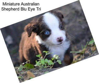 Miniature Australian Shepherd Blu Eye Tri