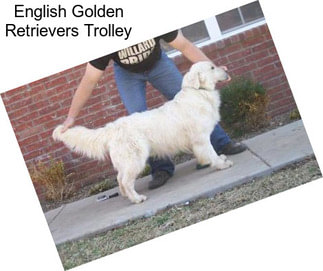 English Golden Retrievers Trolley