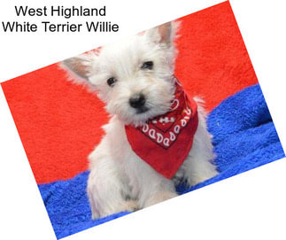 West Highland White Terrier Willie