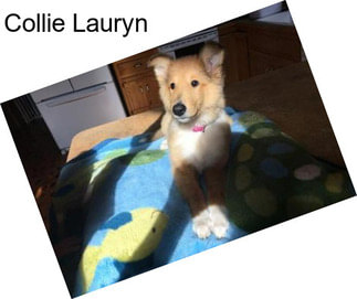 Collie Lauryn